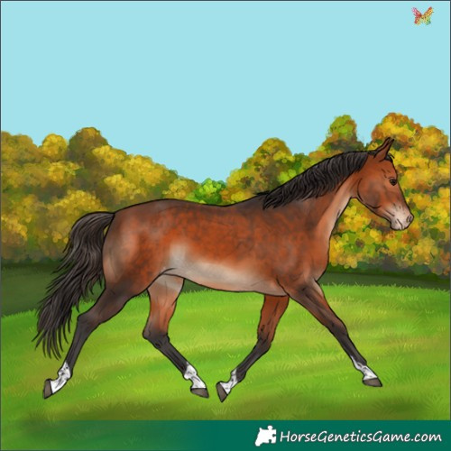 Horse Color:Bay Tobiano Appaloosa