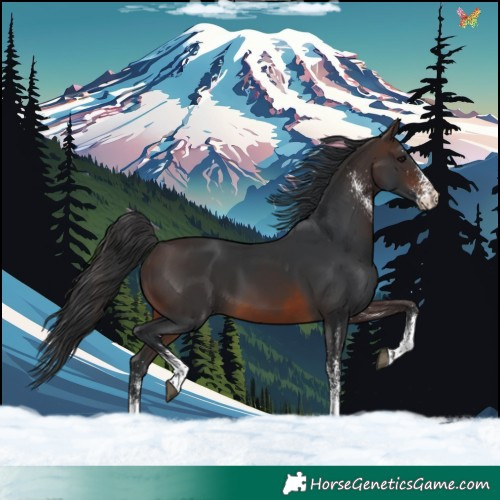 Horse Color:White Spotted Brown 