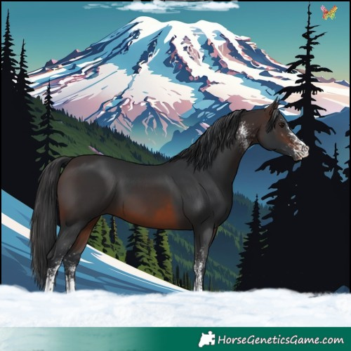 Horse Color:White Spotted Brown 