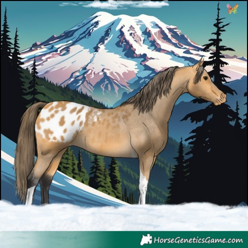 Horse Color:Buckskin Tobiano Appaloosa 