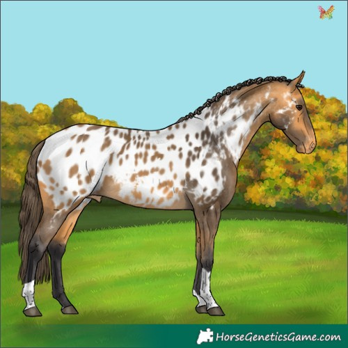 Horse Color:Buckskin Tobiano Appaloosa