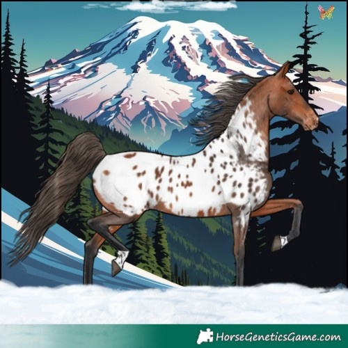Horse Color:Bay Tobiano Appaloosa 