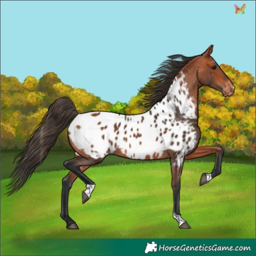 Horse Color:Bay Tobiano Appaloosa