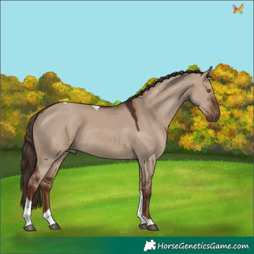 Horse Color:Liver Red Dun Tobiano Rabicano 