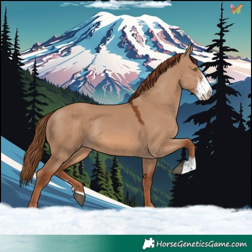 Horse Color:Red Dun Sabino Rabicano 