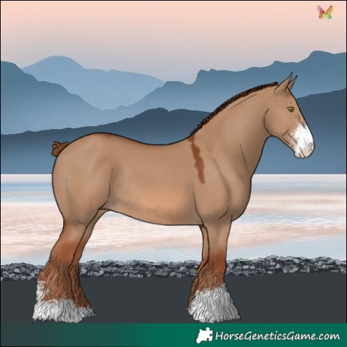 Horse Color:Red Dun Sabino Rabicano 