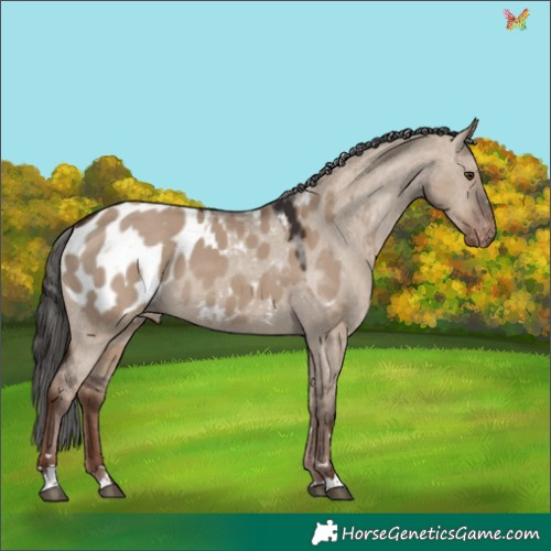 Horse Color:Liver Red Dun Appaloosa 