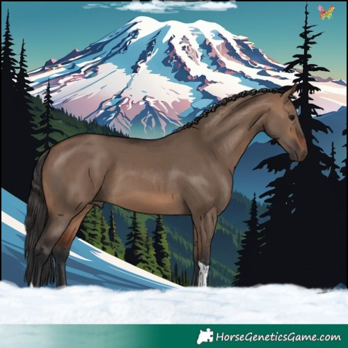 Horse Color:Brown Dun Tobiano 