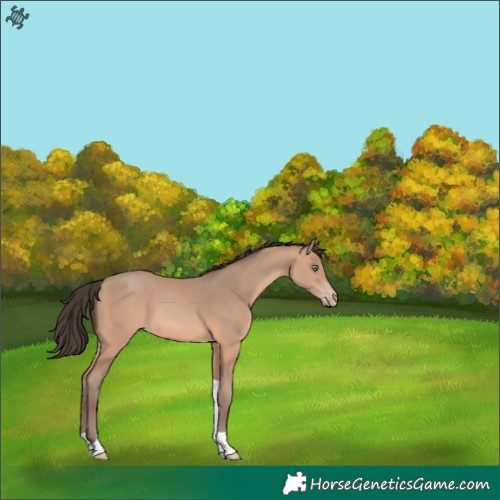 Horse Color:Amber Champagne Tobiano 