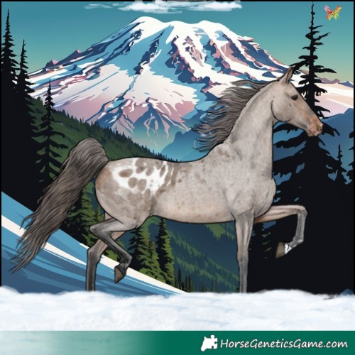 Horse Color:Bay Roan Dun Appaloosa 