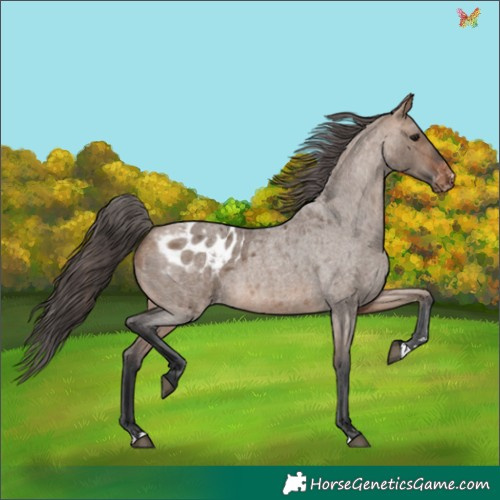 Horse Color:Bay Roan Dun Appaloosa