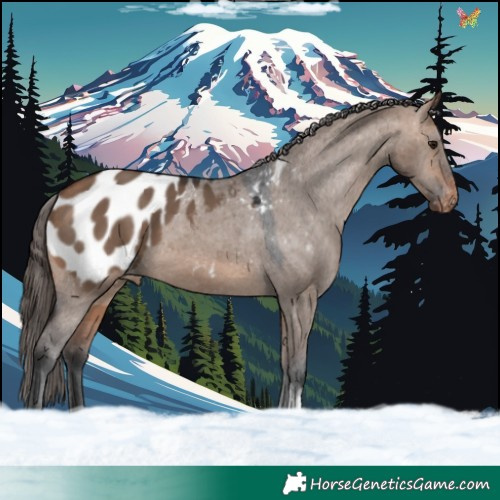 Horse Color:Bay Dun Tobiano Appaloosa 