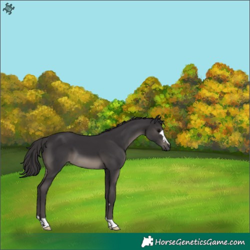 Horse Color:Smoky Black