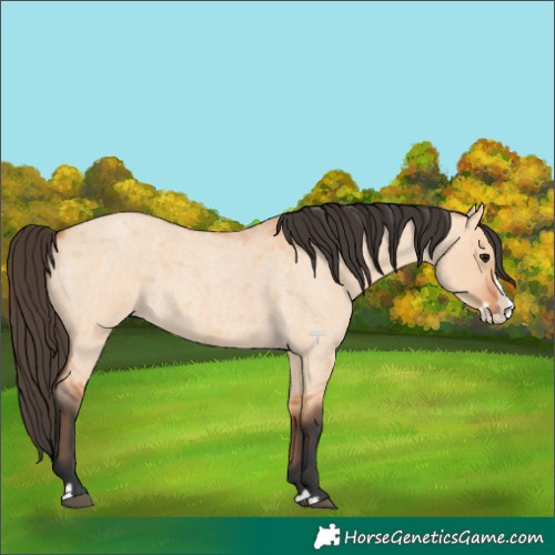 Horse Color:Bay Roan Dun Splash 