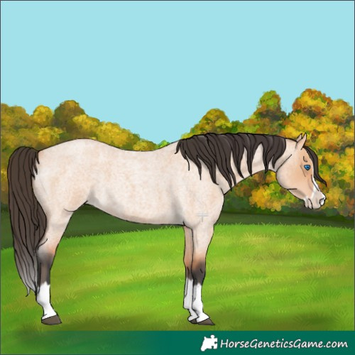 Horse Color:Bay Roan Dun Splash 