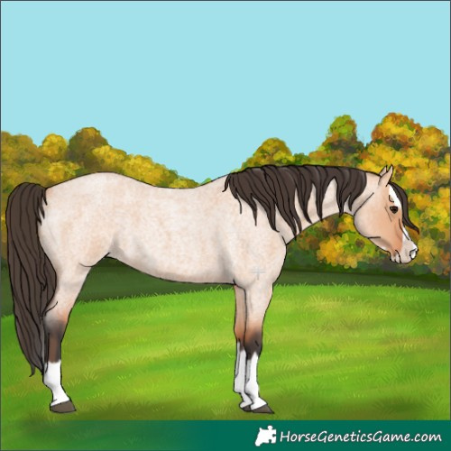Horse Color:Bay Roan Dun Splash 