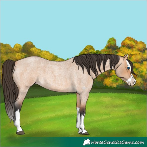 Horse Color:Bay Roan Dun Splash 