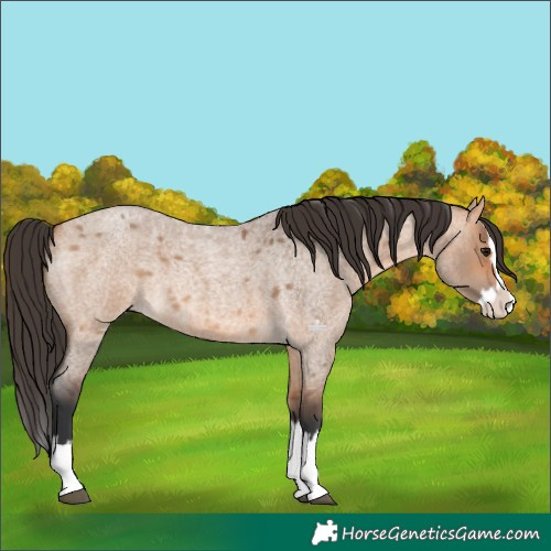 Horse Color:Bay Roan Dun Splash 