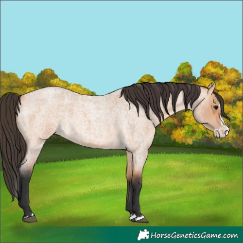 Horse Color:Bay Roan Dun Splash 