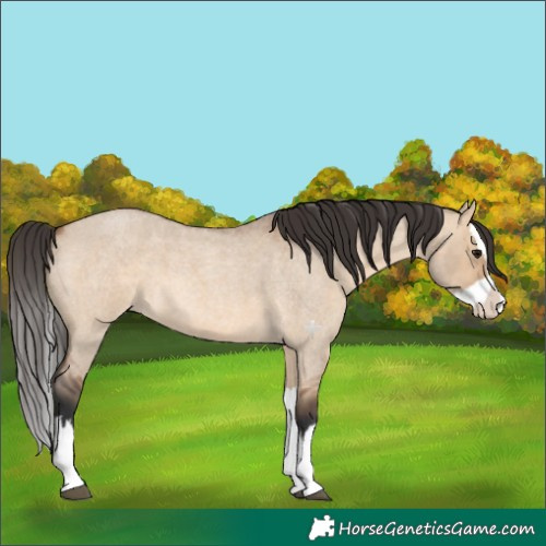 Horse Color:Bay Roan Dun Splash 