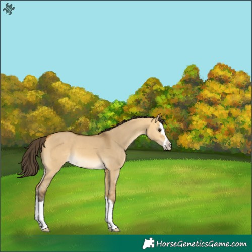 Horse Color:Buckskin Dun Splash