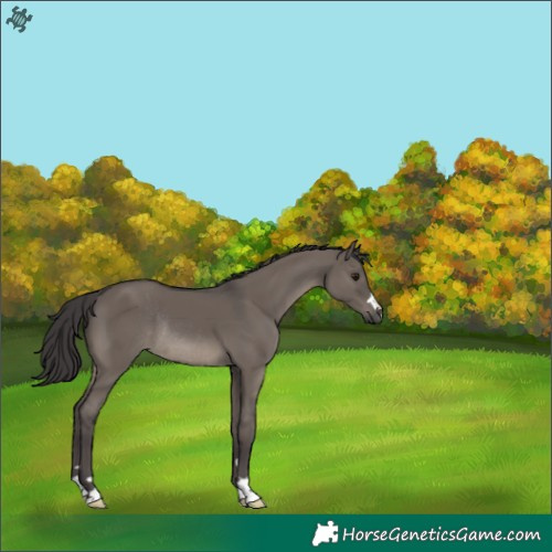 Horse Color:Smoky Grullo Rabicano 