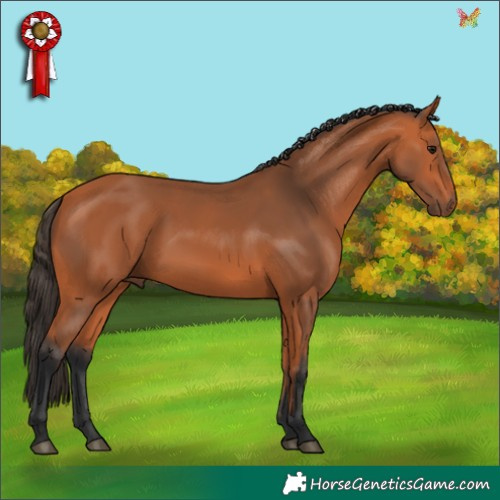 Horse Color:Bay 