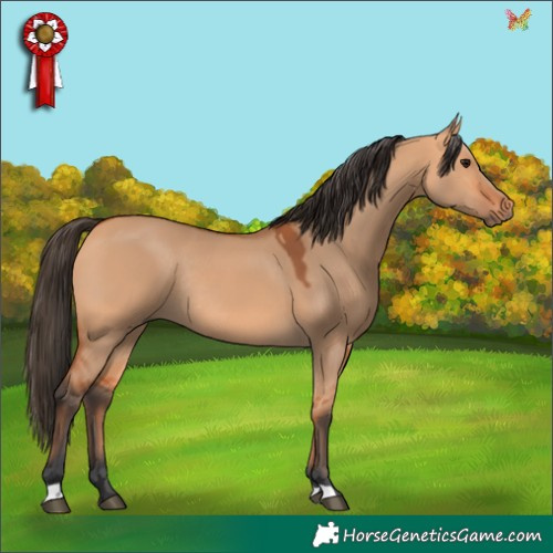 Horse Color:Bay Dun Rabicano
