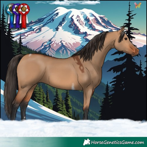 Horse Color:Bay Dun Tobiano 