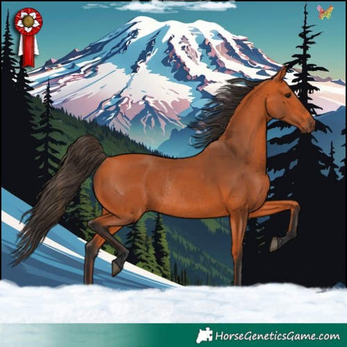 Horse Color:Bay Rabicano 