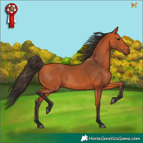 Horse Color:Bay Rabicano 