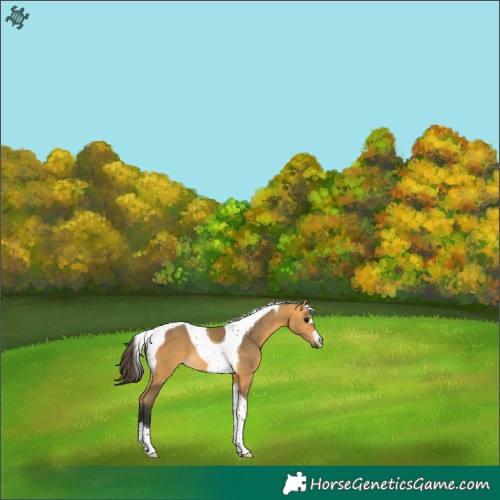 Horse Color:Buckskin Tobiano 