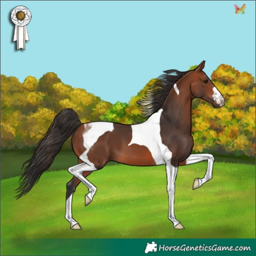 Horse Color:Bay Tobiano 