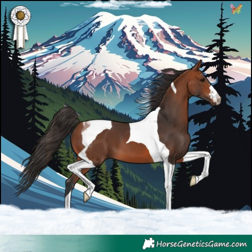 Horse Color:Bay Tobiano 