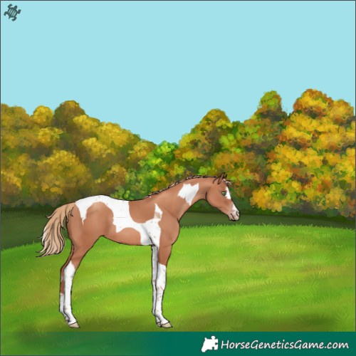 Horse Color:Gold Champagne Tobiano