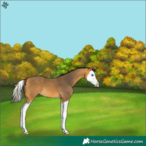 Horse Color:Buckskin Splash 