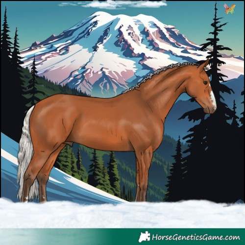 Horse Color:Silver Bay 