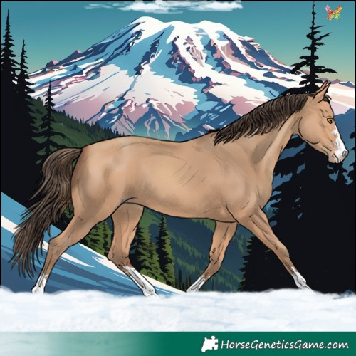 Horse Color:Amber Champagne 