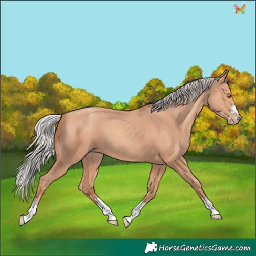 Horse Color:Silver Amber Champagne 