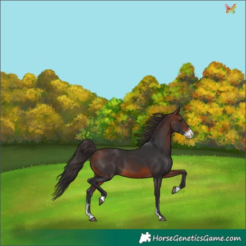 Horse Color:Brown Sabino