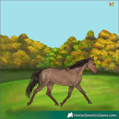 Horse Color:Liver Red Dun Rabicano