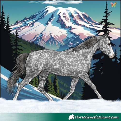 Horse Color:Black Mushroom Appaloosa 