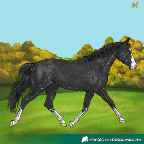 Horse Color:Black Mushroom Appaloosa 