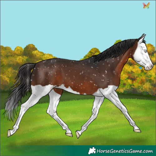 Horse Color:Brown Splash Appaloosa 