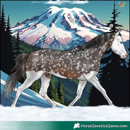 Horse Color:Brown Splash Appaloosa 