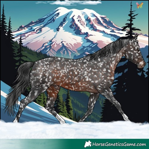 Horse Color:Brown Mushroom Appaloosa 