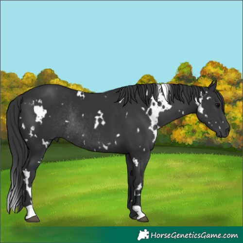 Horse Color:White Spotted Black Rabicano 