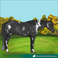 Horse Color:White Spotted Black Rabicano 