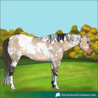 Horse Color:White Spotted Bay Dun Rabicano