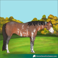 Horse Color:Bay Sabino 